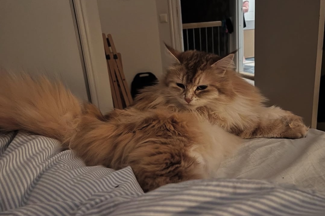 Sibirisk katt Quine